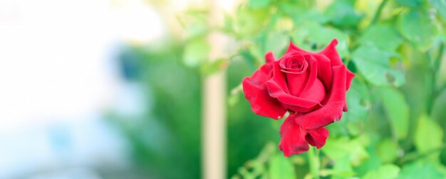 Close-up rode roos op plant met bladeren en stengel voor achtergrondafbeelding van 14 februari valentijn dag gelukkig en liefde concept