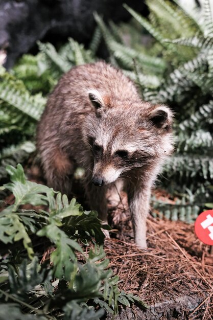 Close-up of rodent standing on field against plants