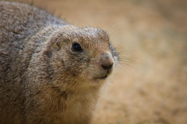 ネズミのクローズアップ