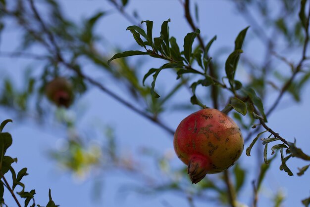 Foto close-up di rom sull'albero