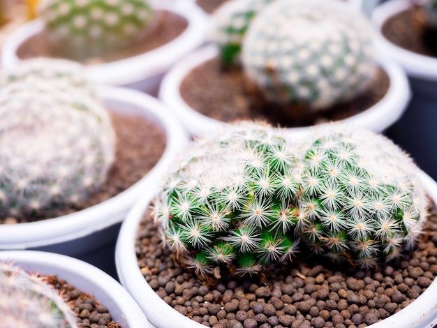 Close-up ronde vorm van groene cactus met witte stekels in witte cirkel plastic potten die in de cactusboerderij broeden.