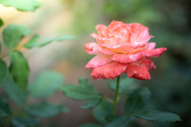 close-up roos in de tuin