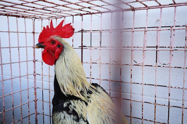 Foto prossimo piano di un gallo in gabbia.