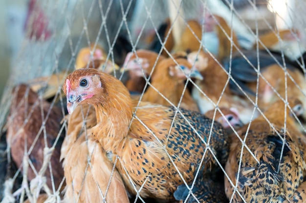 Foto prossimo piano di un gallo in gabbia