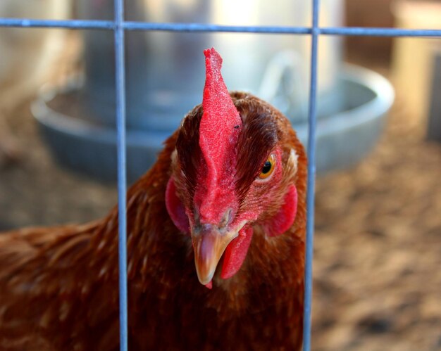 Foto prossimo piano di un gallo in gabbia