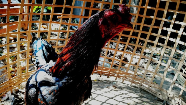 Foto prossimo piano di un gallo in gabbia