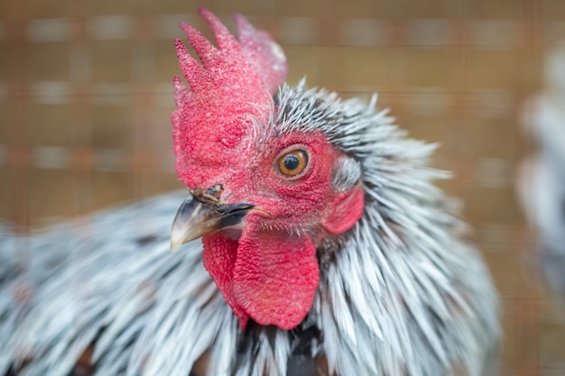 Close up of rooster in cage.