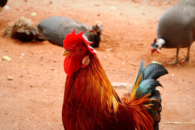 Close-up of rooster on dirt road