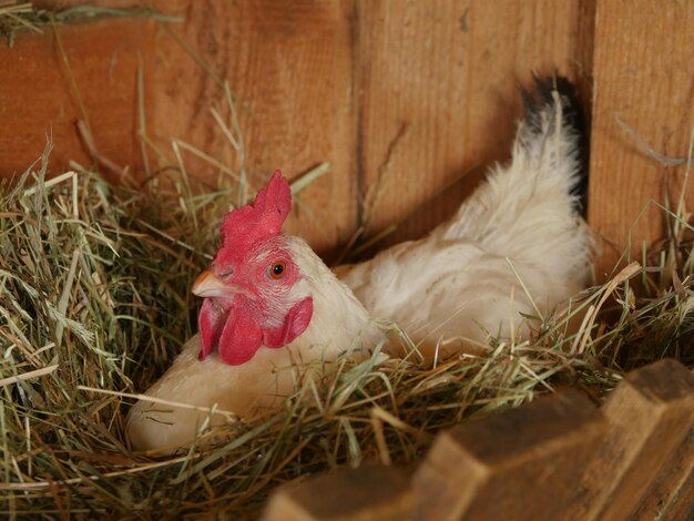 Foto prossimo piano di un gallo in fattoria