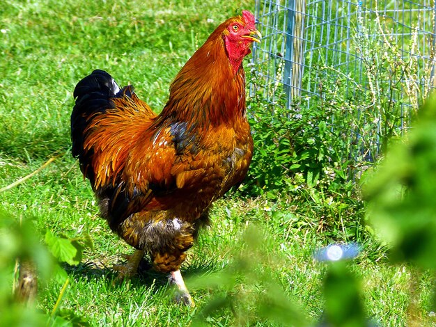 Close-up of rooster on field