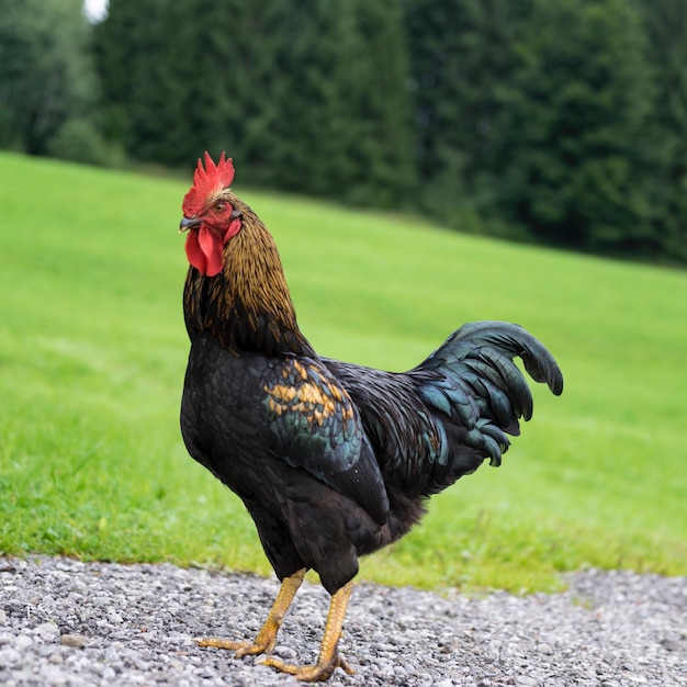 Photo close-up of rooster on field