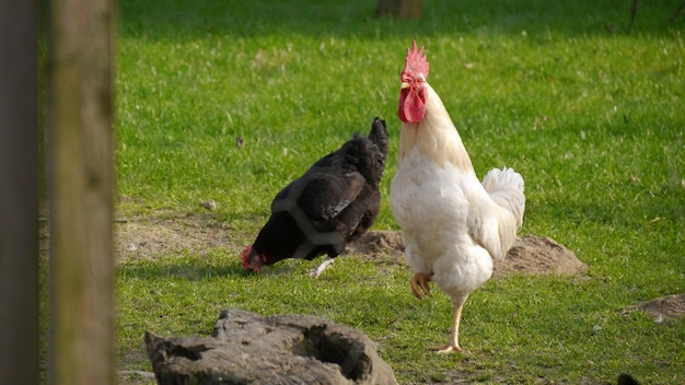 Photo close-up of rooster on field