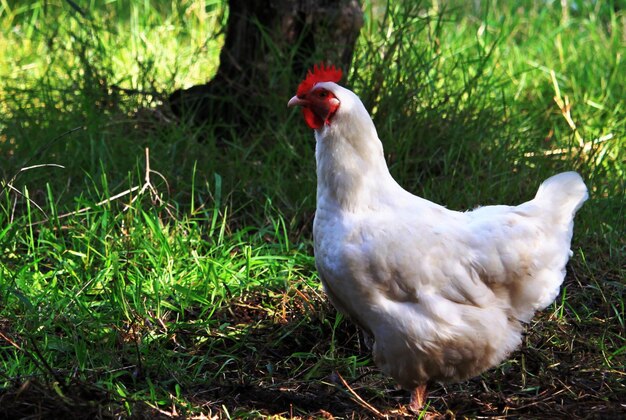 Close-up of rooster on field