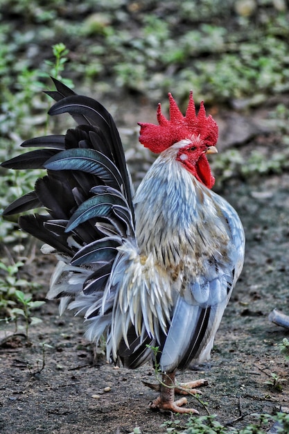 Close-up of rooster on field