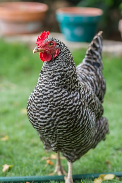 Close-up of rooster on field