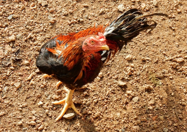 Close-up of rooster on field