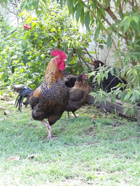 Close-up of rooster on field