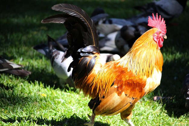 Close-up of rooster on field