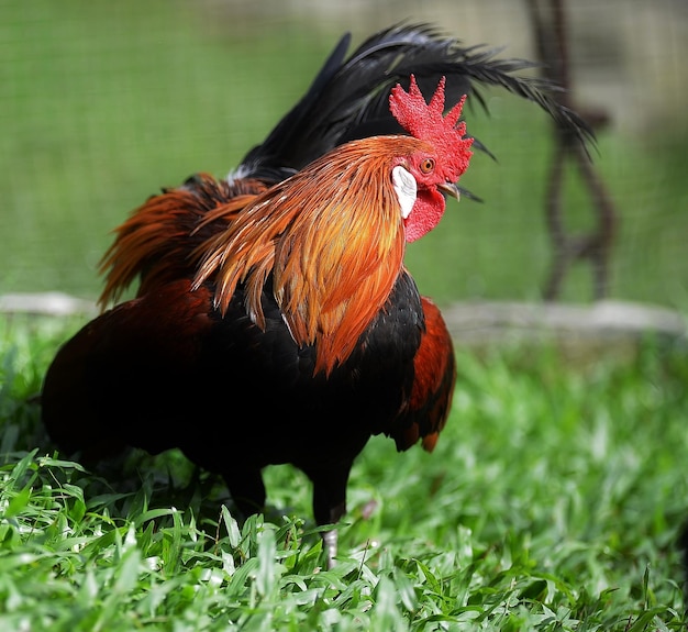 Photo close-up of rooster on field