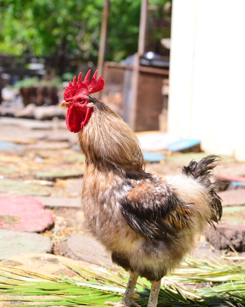 Foto close-up di un gallo sul sentiero