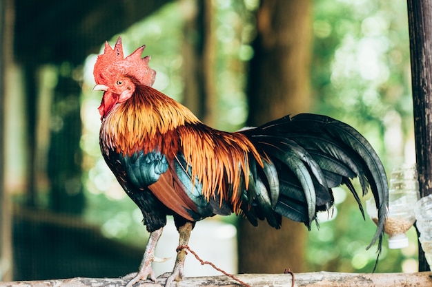 Close up Rooster hang on timber