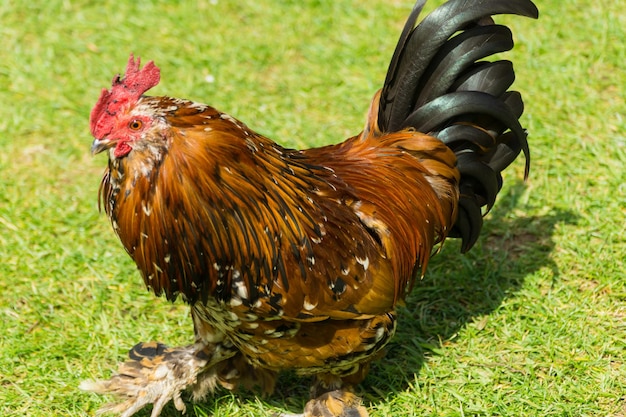 Photo close-up of a rooster on land