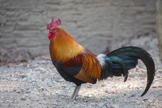 Close-up of rooster on land