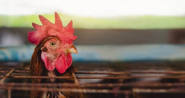 Foto close-up di un gallo in una gabbia metallica arrugginita