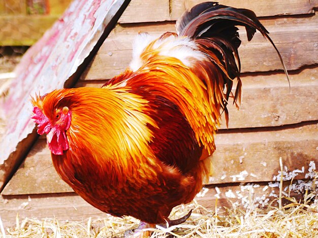 Foto close-up di un gallo con la palla