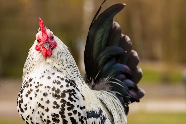 Photo close-up of rooster