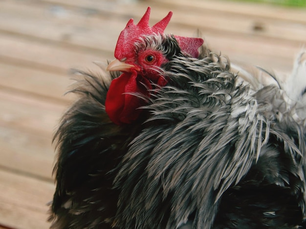 Photo close-up of rooster