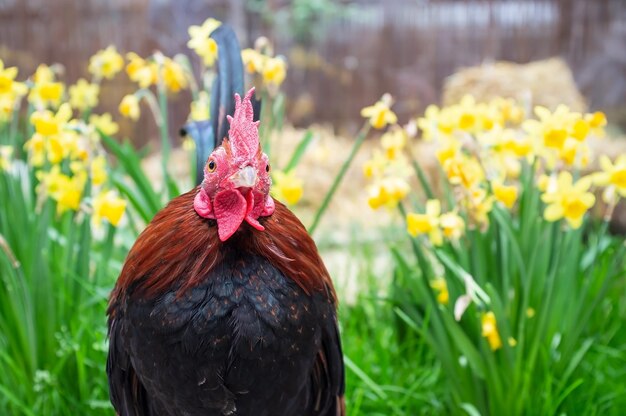 Foto prossimo piano del gallo