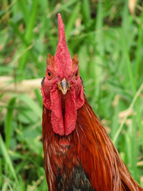 Photo close-up of rooster