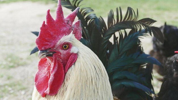 Prossimo piano del gallo