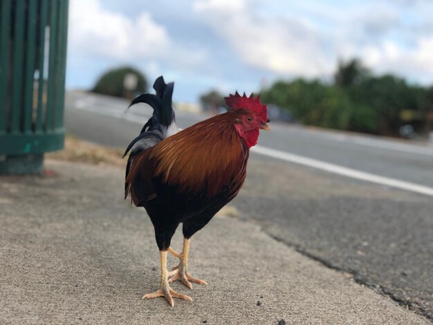 Foto prossimo piano del gallo