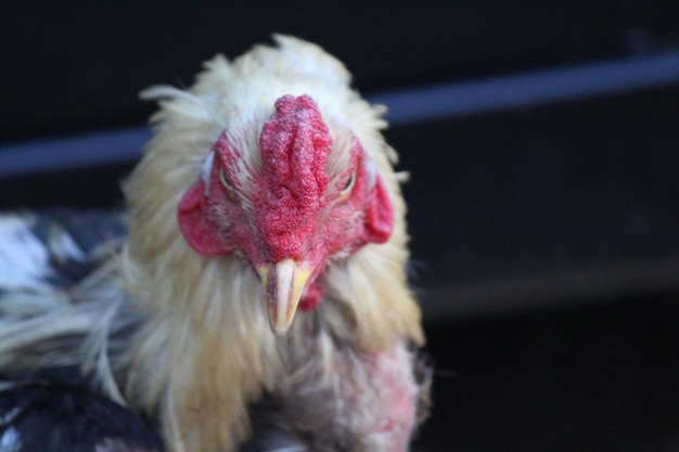 Close-up of rooster