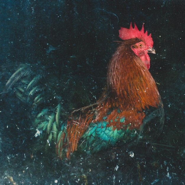 Foto prossimo piano del gallo