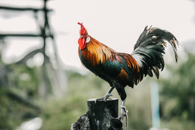 Photo close-up of rooster