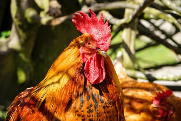 Close-up of rooster