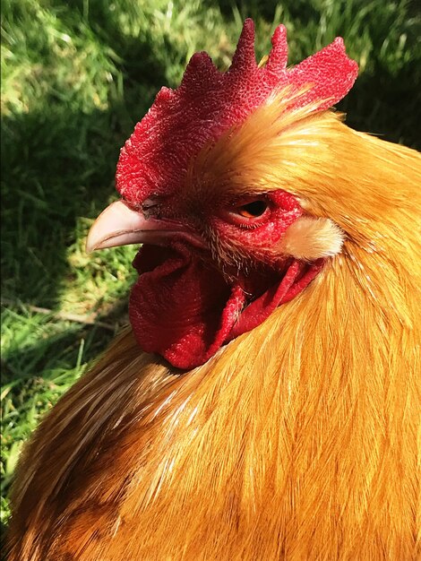 Foto prossimo piano del gallo