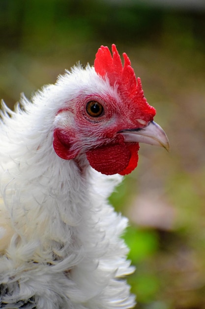 Close-up of rooster