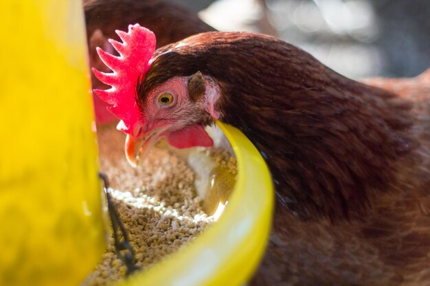 Close-up of rooster