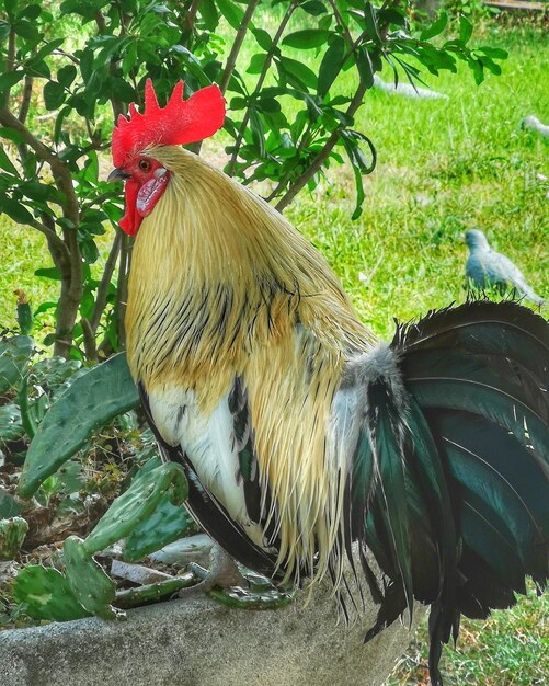 Foto prossimo piano di un gallo