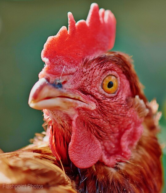 Photo close-up of rooster