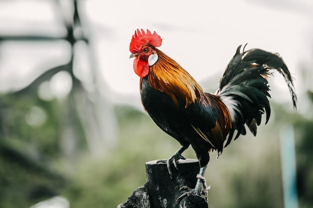 Photo close-up of rooster