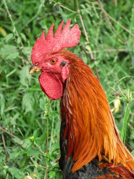 Prossimo piano del gallo