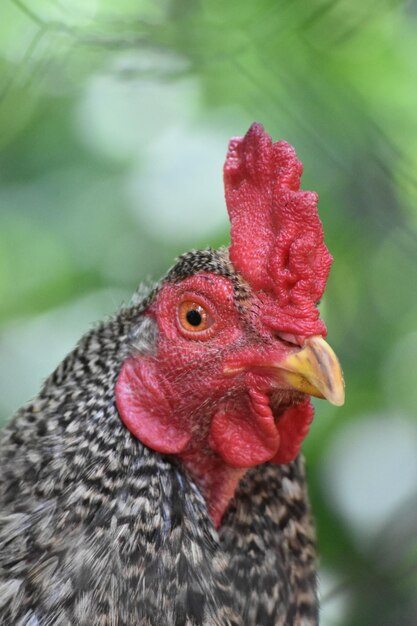 Close-up of rooster