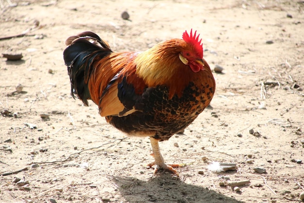 Foto prossimo piano di un gallo