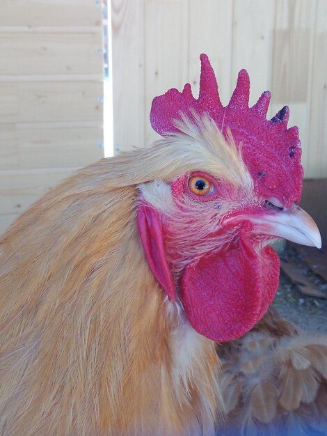 Foto prossimo piano del gallo