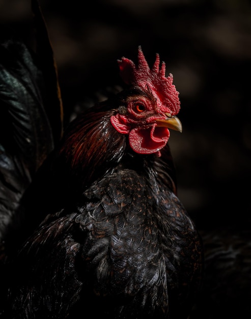 close-up of rooster